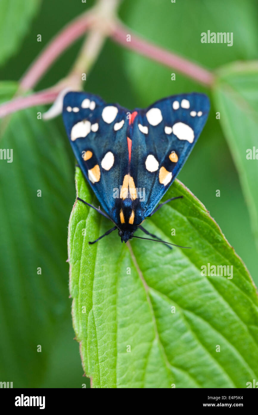 Art Dominula Motte auf Hortensie Blätter. Scharlachrote Tiger Moth. Stockfoto