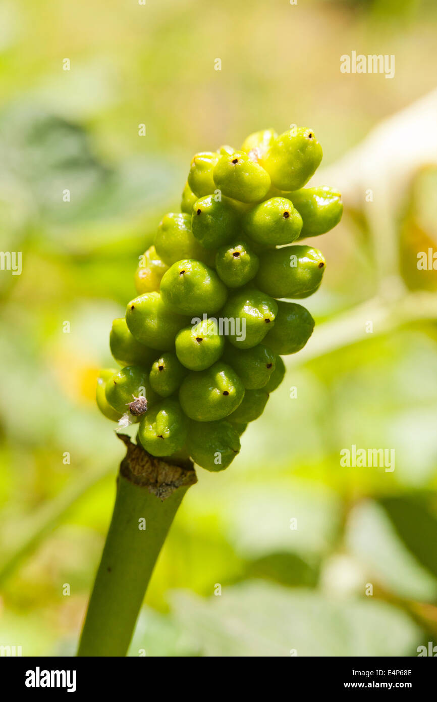 Unreife Beeren der arum Pflanze, aka snakeshead, Kuckuck Pint, Wurzel der Addierer (Arum maculatum) - USA Stockfoto
