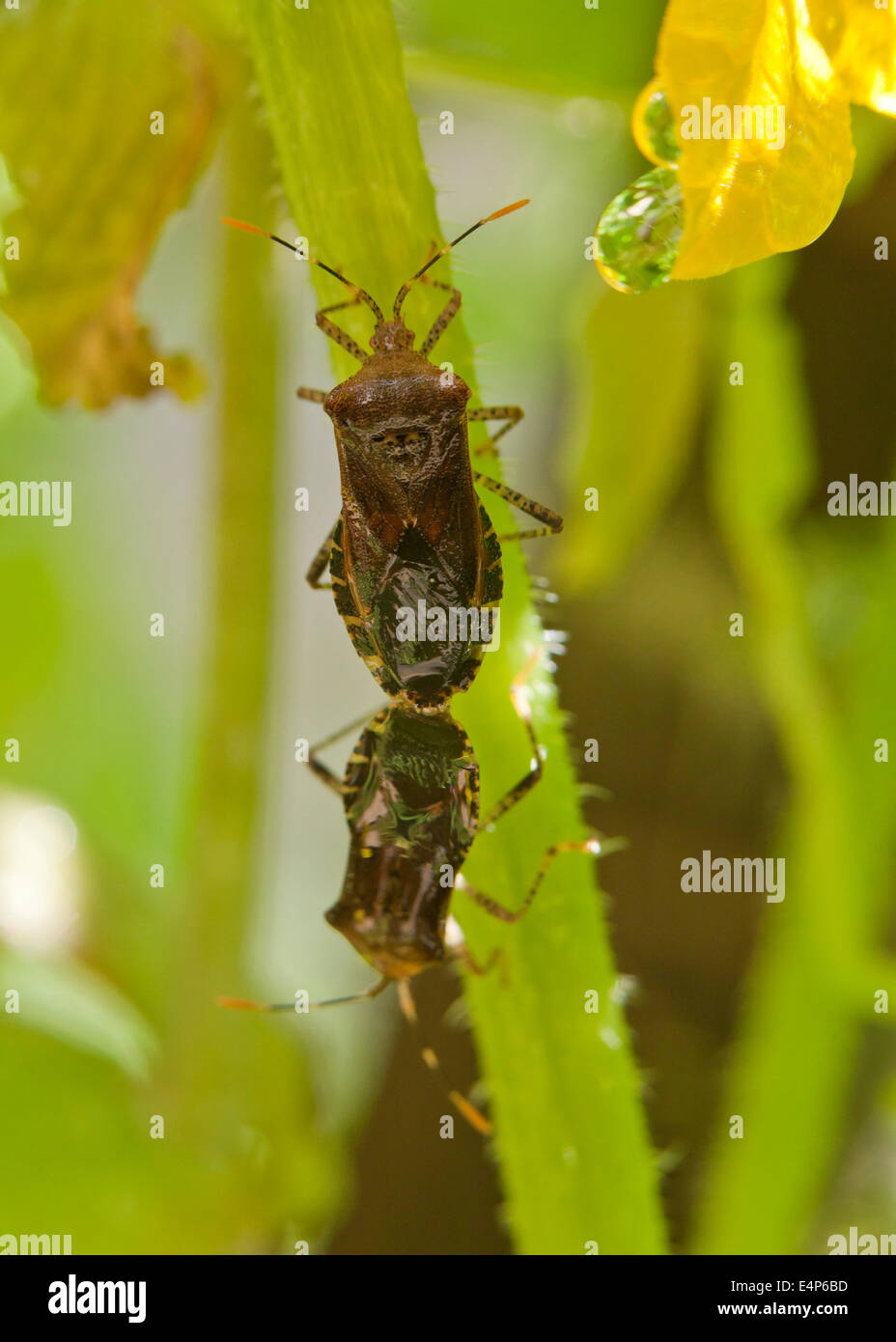 Squash Bugs Paarung (Anasa Tristis) - Virginia, USA Stockfoto