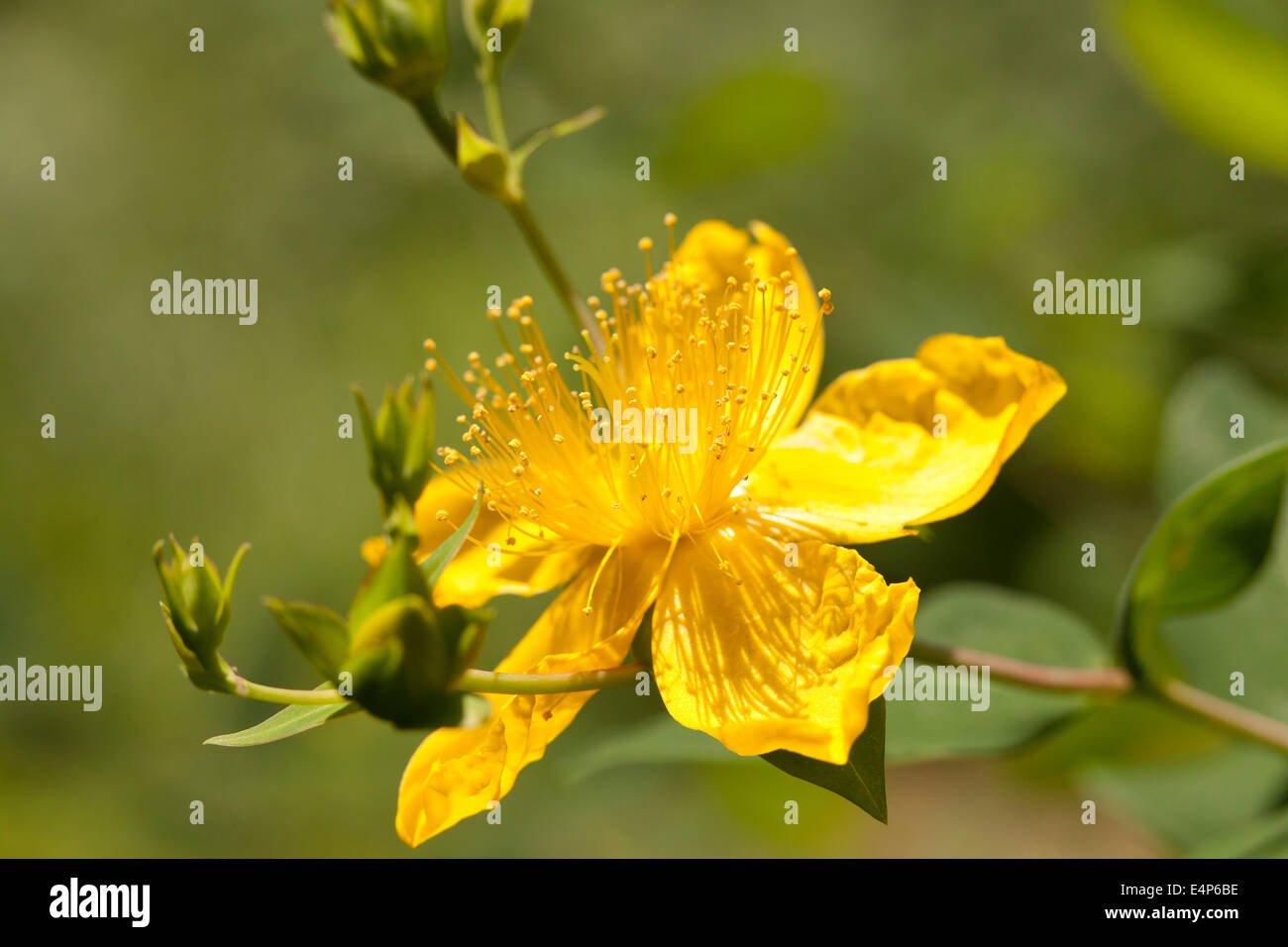Gelbe Blüte der Rose - von - Sharon strauch Pflanze (Hypericum calycinum), des aka Aaron Bart, Johanniskraut und Jeruselem Stern. - USA Stockfoto