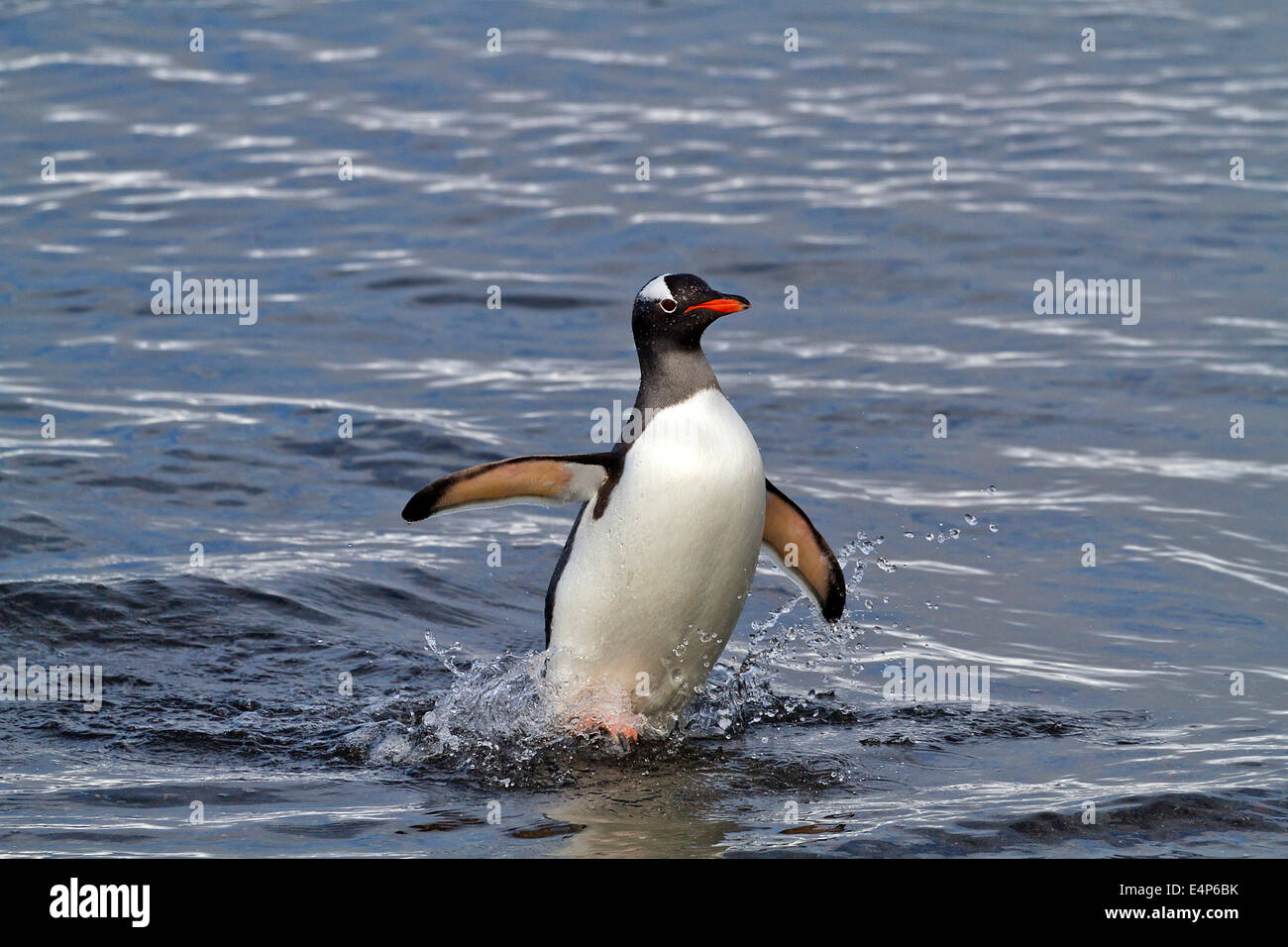 Eselspinguin - Antarktis Stockfoto