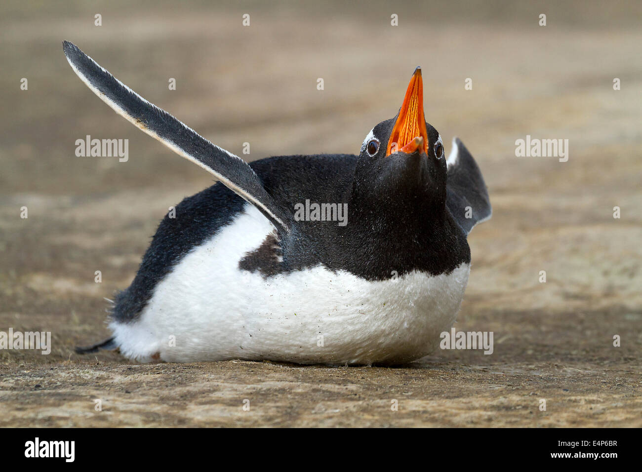 Eselspinguin - Antarktis Stockfoto