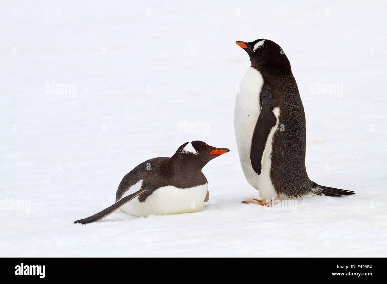 Eselspinguin - Antarktis Stockfoto
