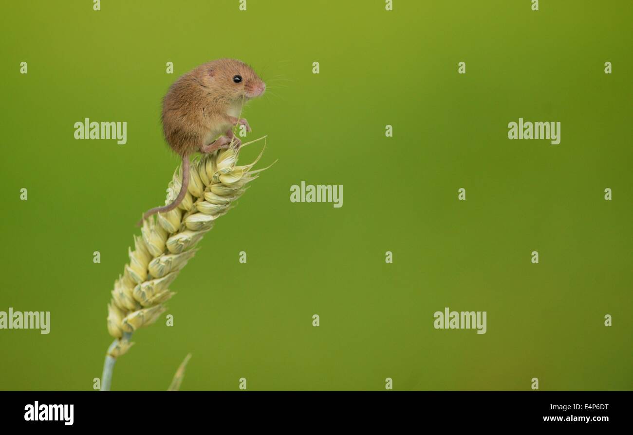 Zwergmaus sitzen auf Weizen Stockfoto