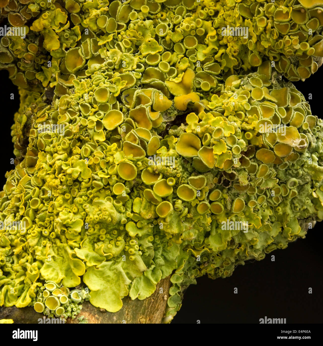 Nahaufnahme des goldenen gelb Foliose Flechten Xanthoria parietina (Gemeinsame orange oder gelb Maßstab Flechten) auf tote Asche Zweig auf schwarzem Hintergrund. Stockfoto