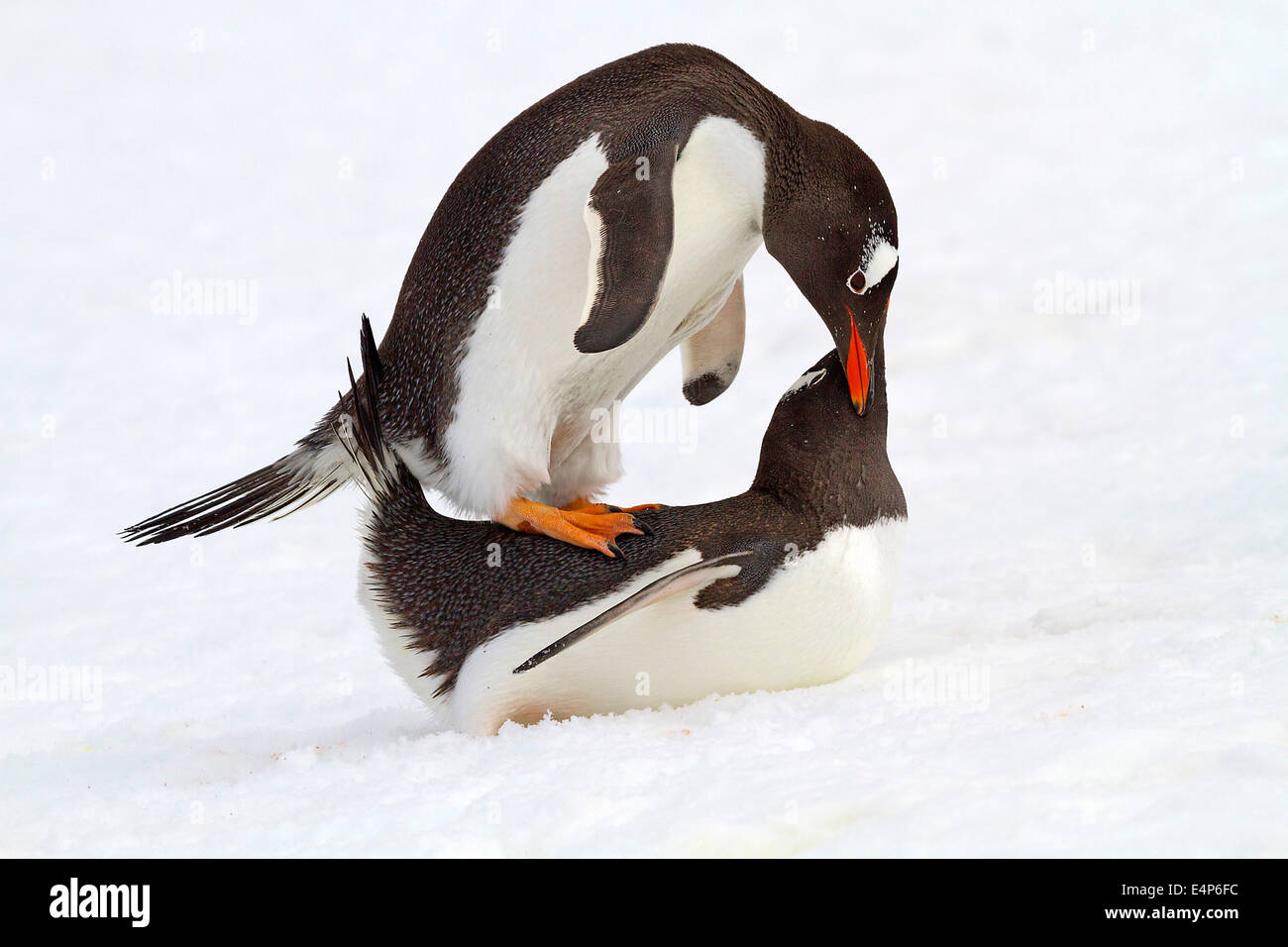 Eselspinguin - Antarktis Stockfoto