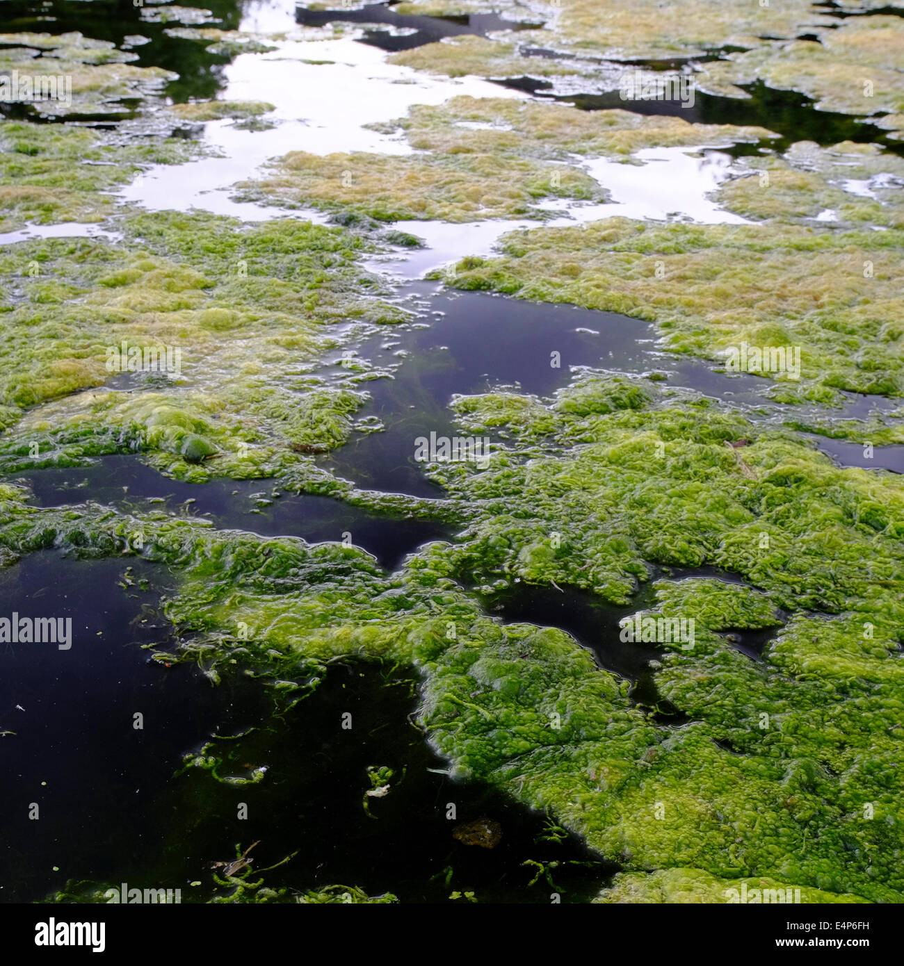 Algen bilden Matten auf Teich Oberfläche Stockfotografie Alamy
