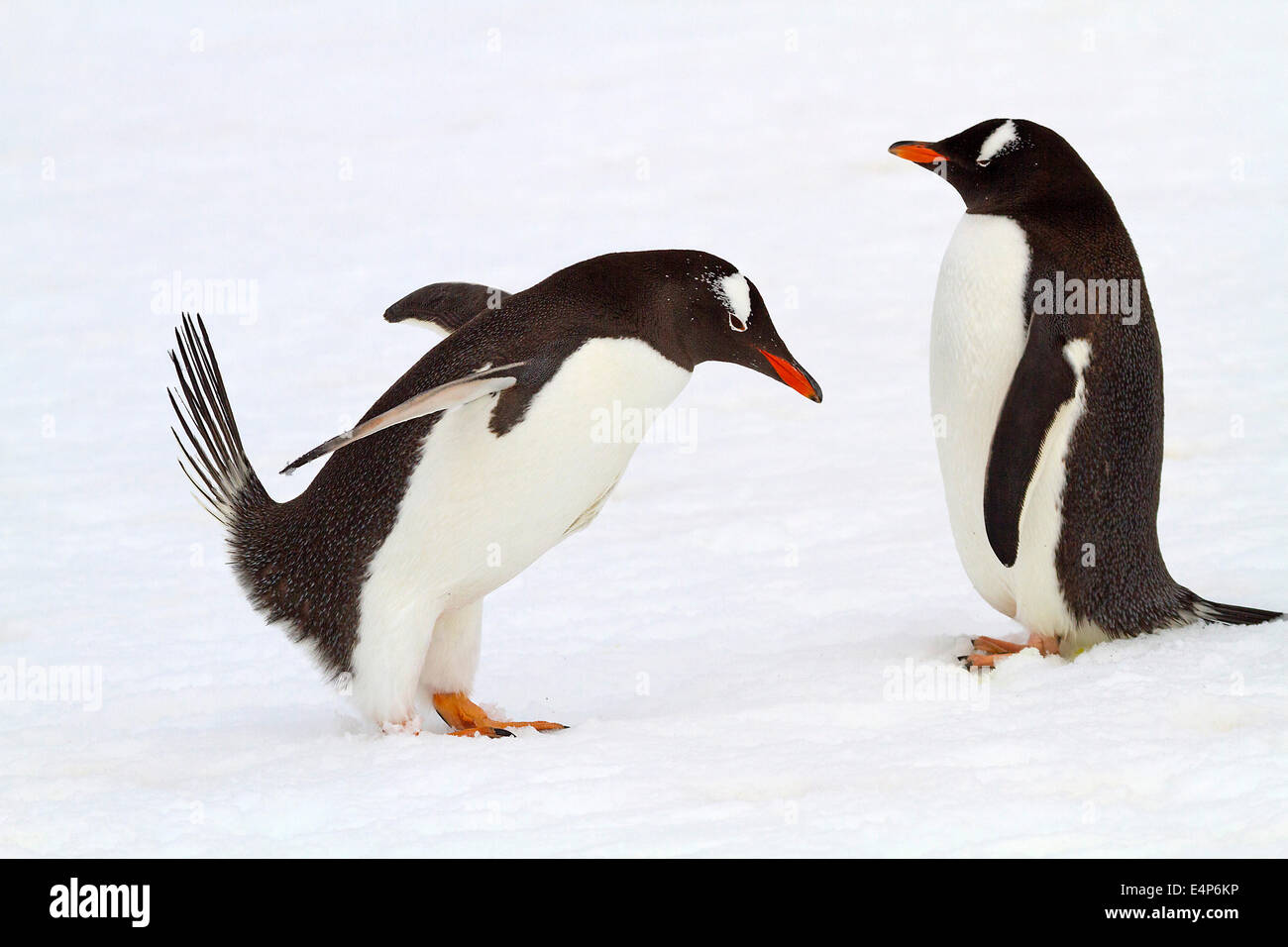 Eselspinguin - Antarktis Stockfoto