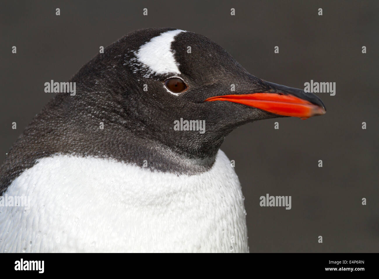 Eselspinguin - Antarktis Stockfoto