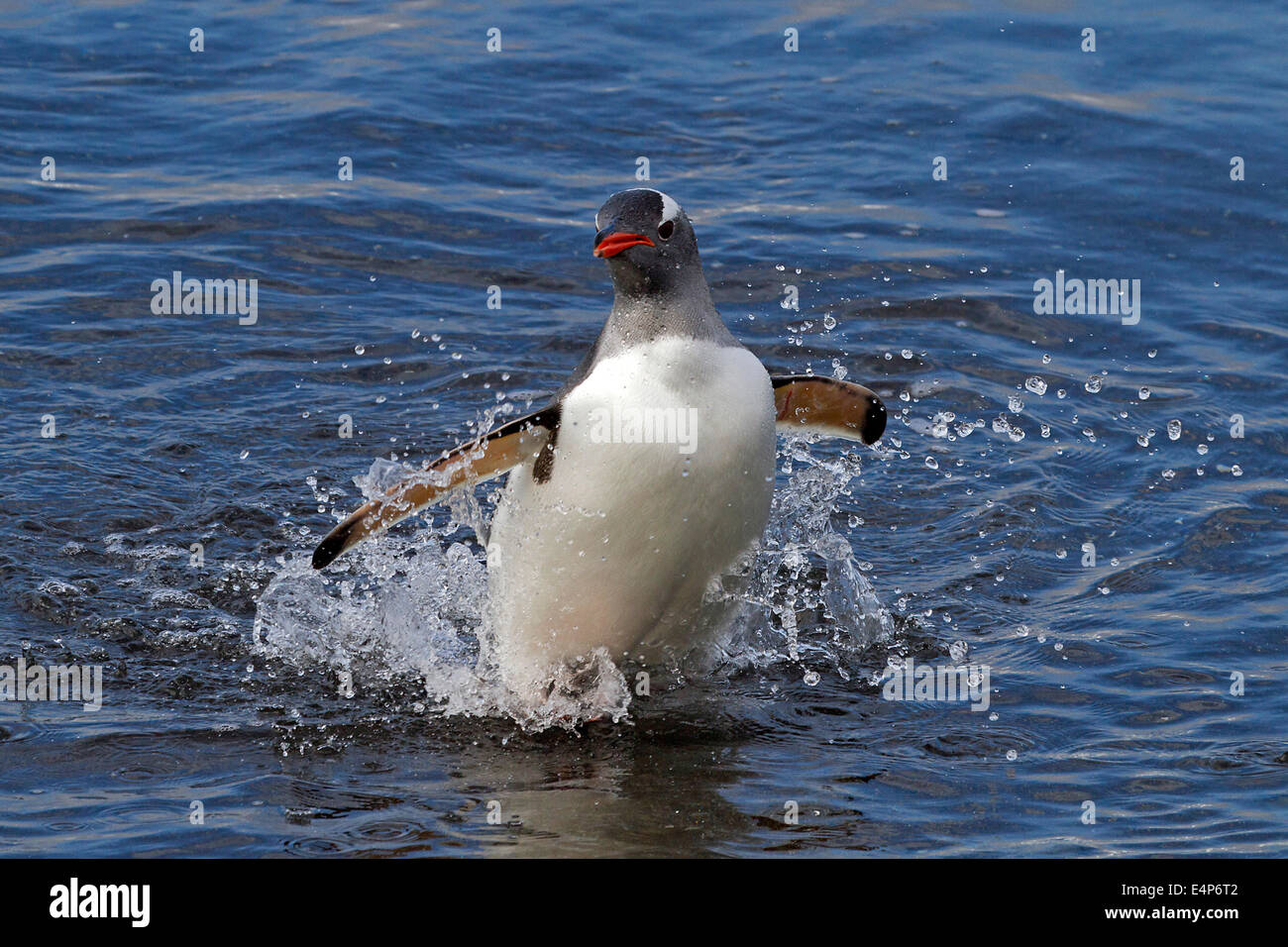 Eselspinguin - Antarktis Stockfoto