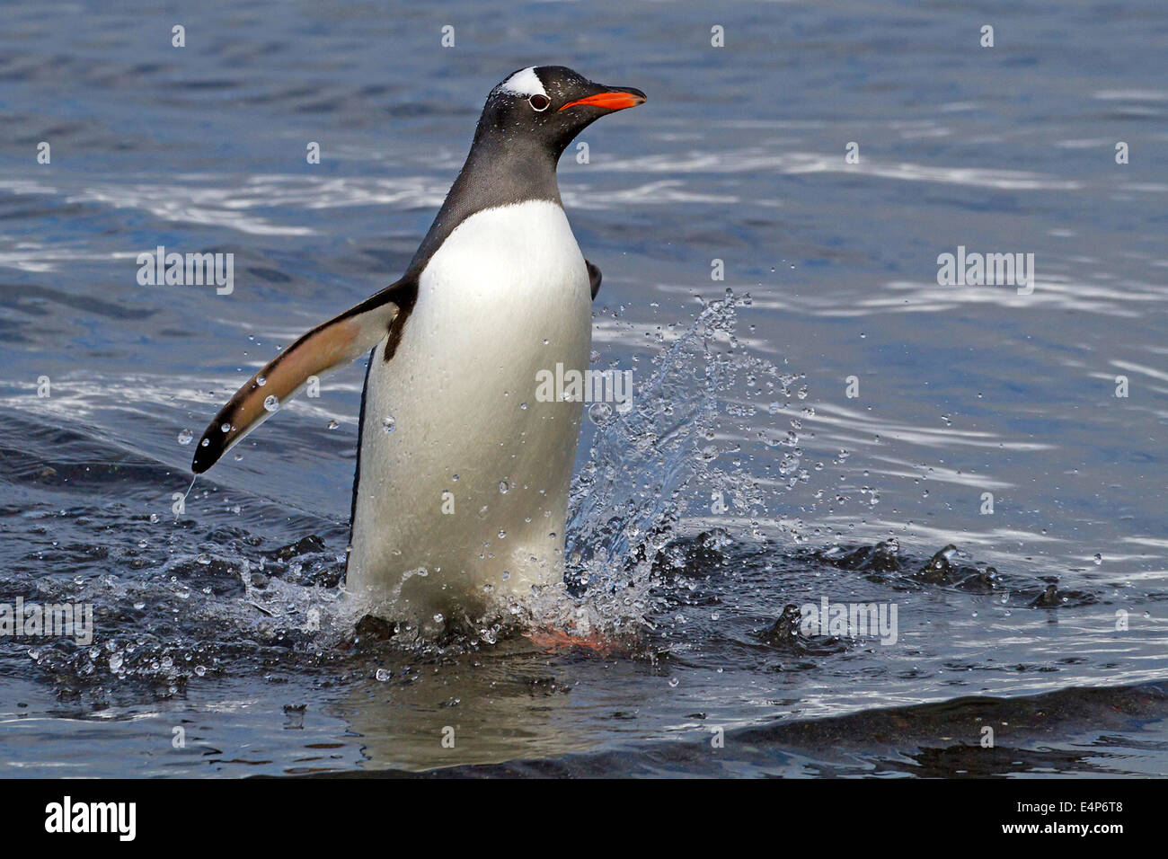 Eselspinguin - Antarktis Stockfoto