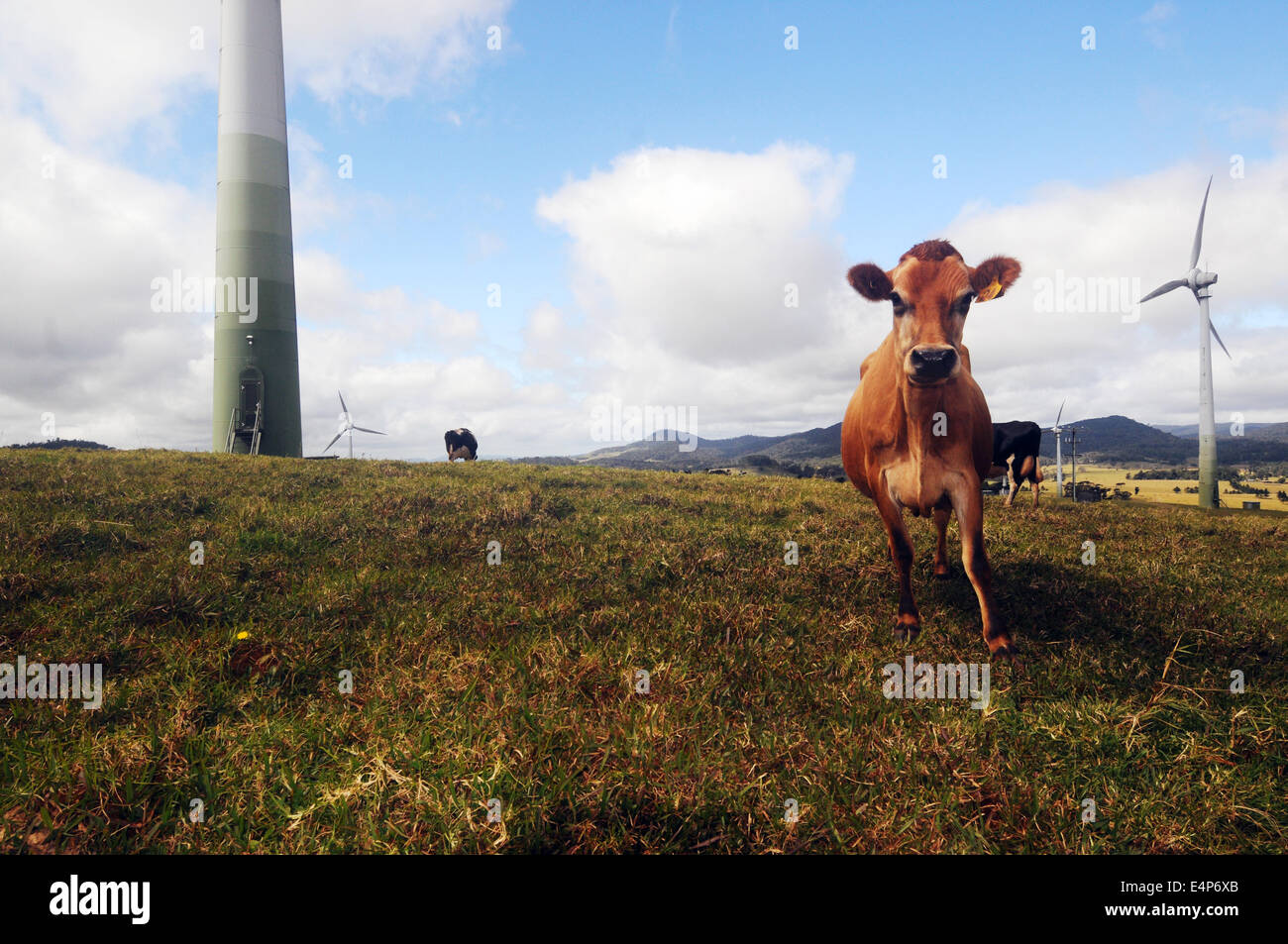 Jersey und andere Milchkühe im grünen Feld mit Windrädern, Windy Hill, in der Nähe von Ravenshoe, North Queensland, Australien. Keine PR Stockfoto