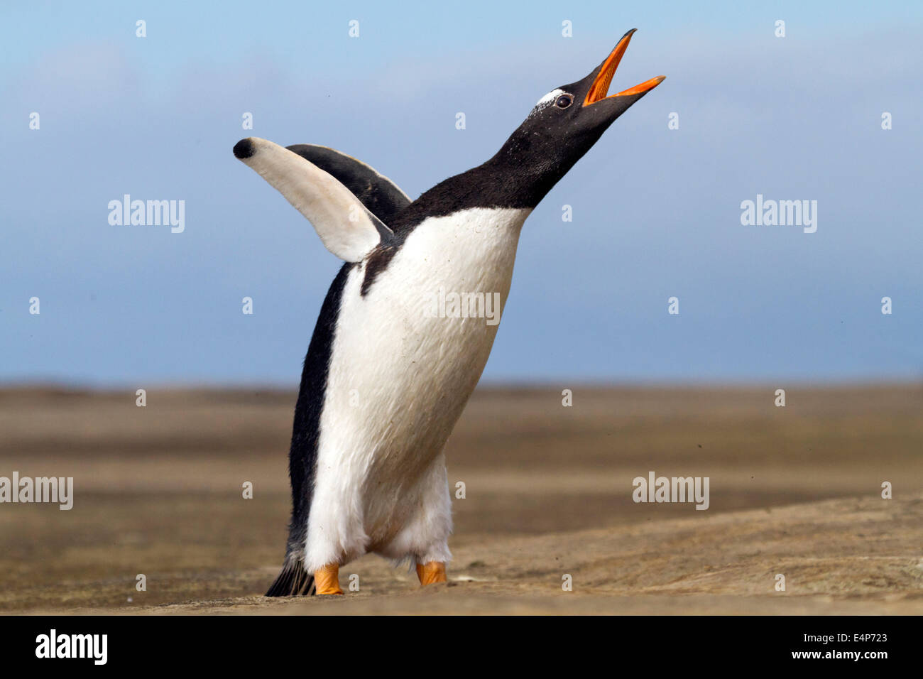 Eselspinguin - Falkland Inseln Stockfoto