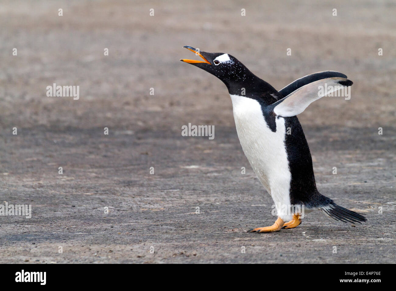 Eselspinguin - Falkland Inseln Stockfoto