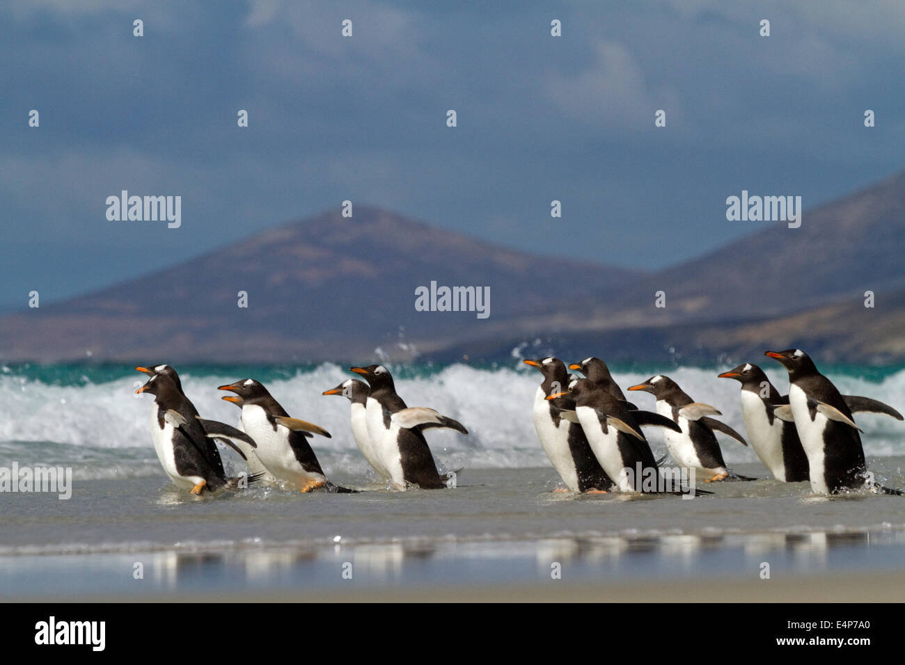 Eselspinguin - Falkland Inseln Stockfoto