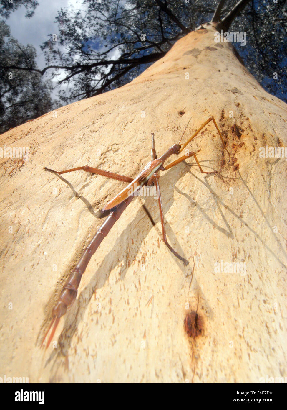 Großen Stabheuschrecke (Ctenomorphodes oder Anchiale) auf Eberesche Baum, australischen Alpen, Kosciuzsko National Park, NSW, Australien Stockfoto