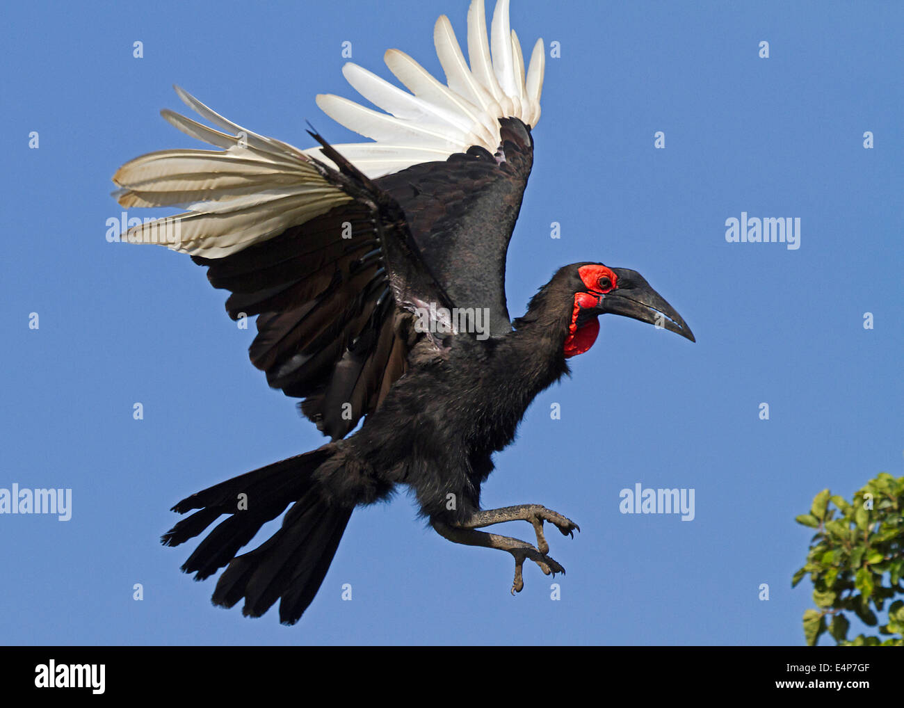 Kaffernhornrabe Stockfoto