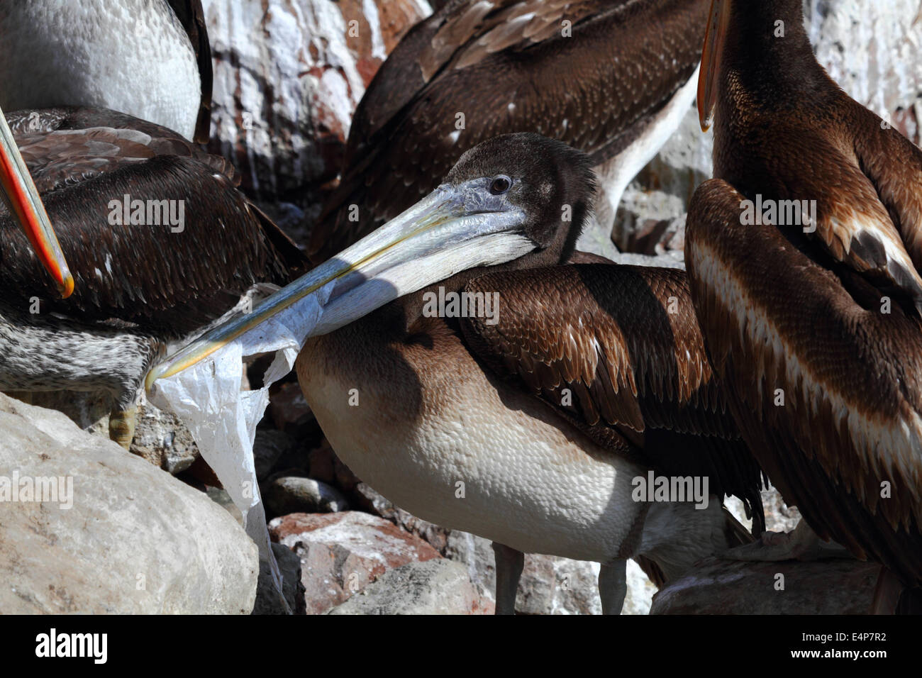 Jungen peruanischen Pelikan (Pelecanus Thagus) mit einem Schnabel voller Plastiktüte, Arica, Chile Stockfoto