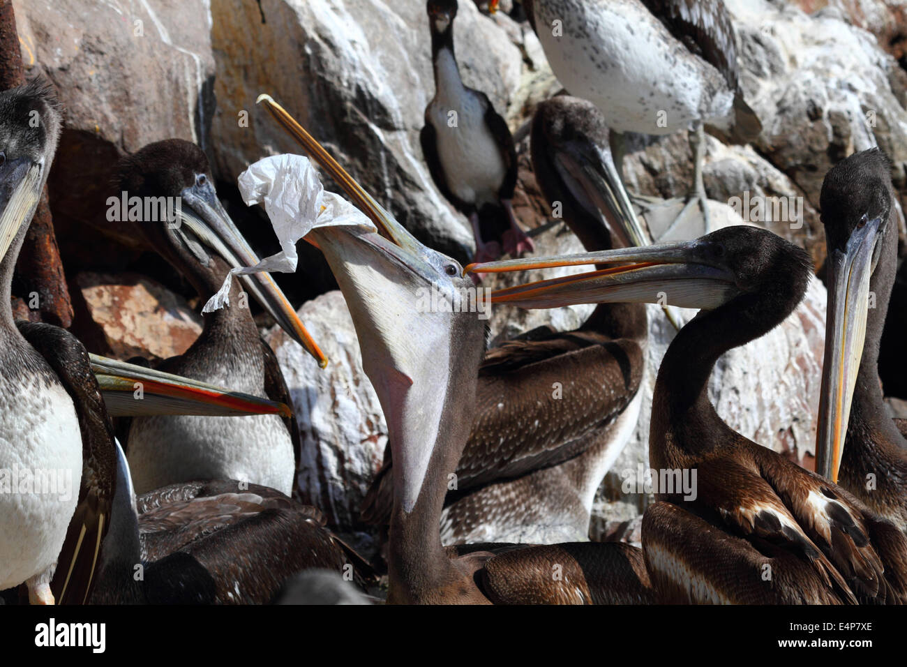 Jungen peruanischen Pelikan (Pelecanus Thagus) mit einem Schnabel Beutel voller Plastik Beutel, Arica, Chile Stockfoto