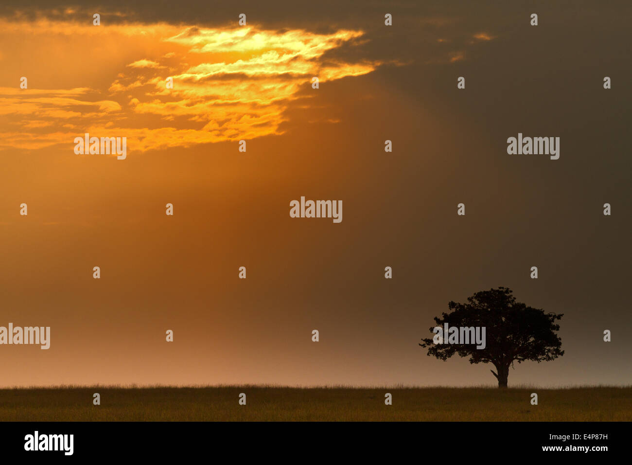 Baum Vor "Sonnenaufgang" Stockfoto