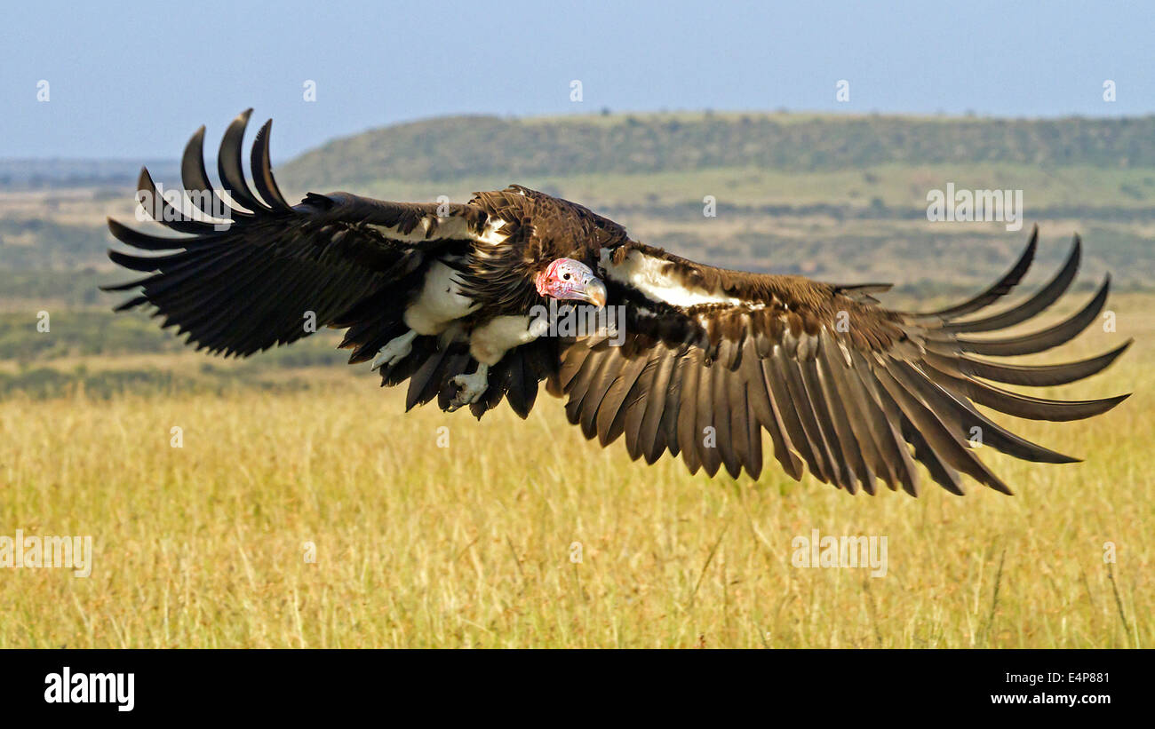 Ohrengeier Stockfoto