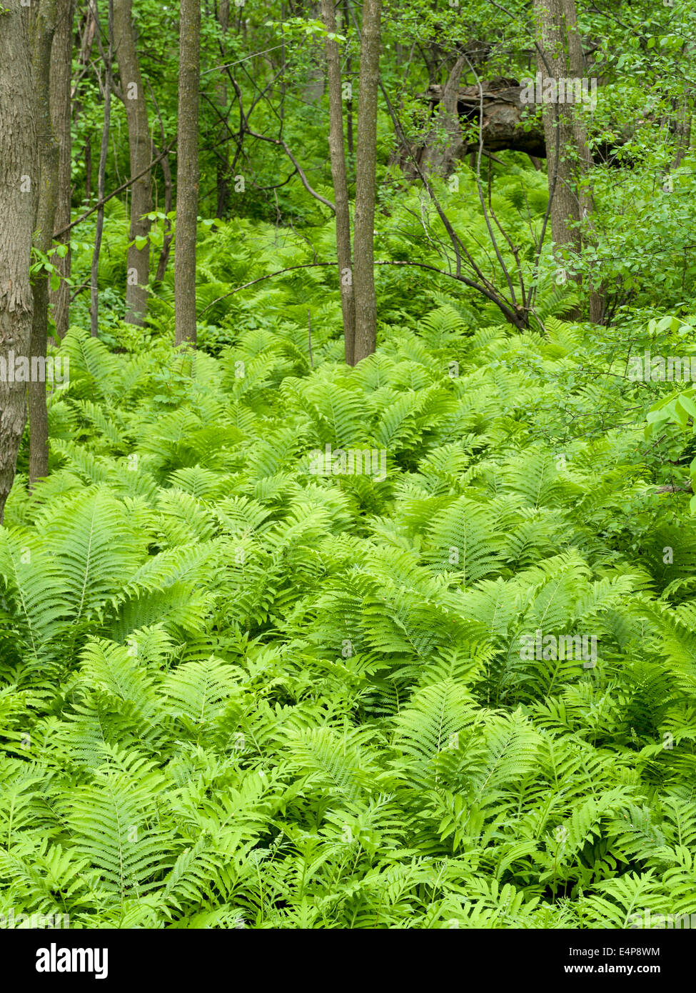 Farn bedeckt Waldboden. Eine üppige Wachstum von Farnen bedeckt den Waldboden.  Ein paar Bäume drücken durch das Grün. Stockfoto