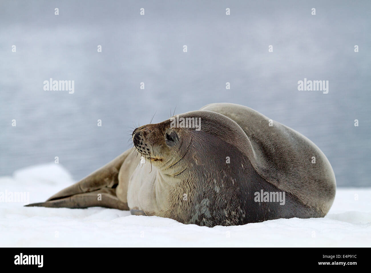 Weddelrobbe Stockfoto