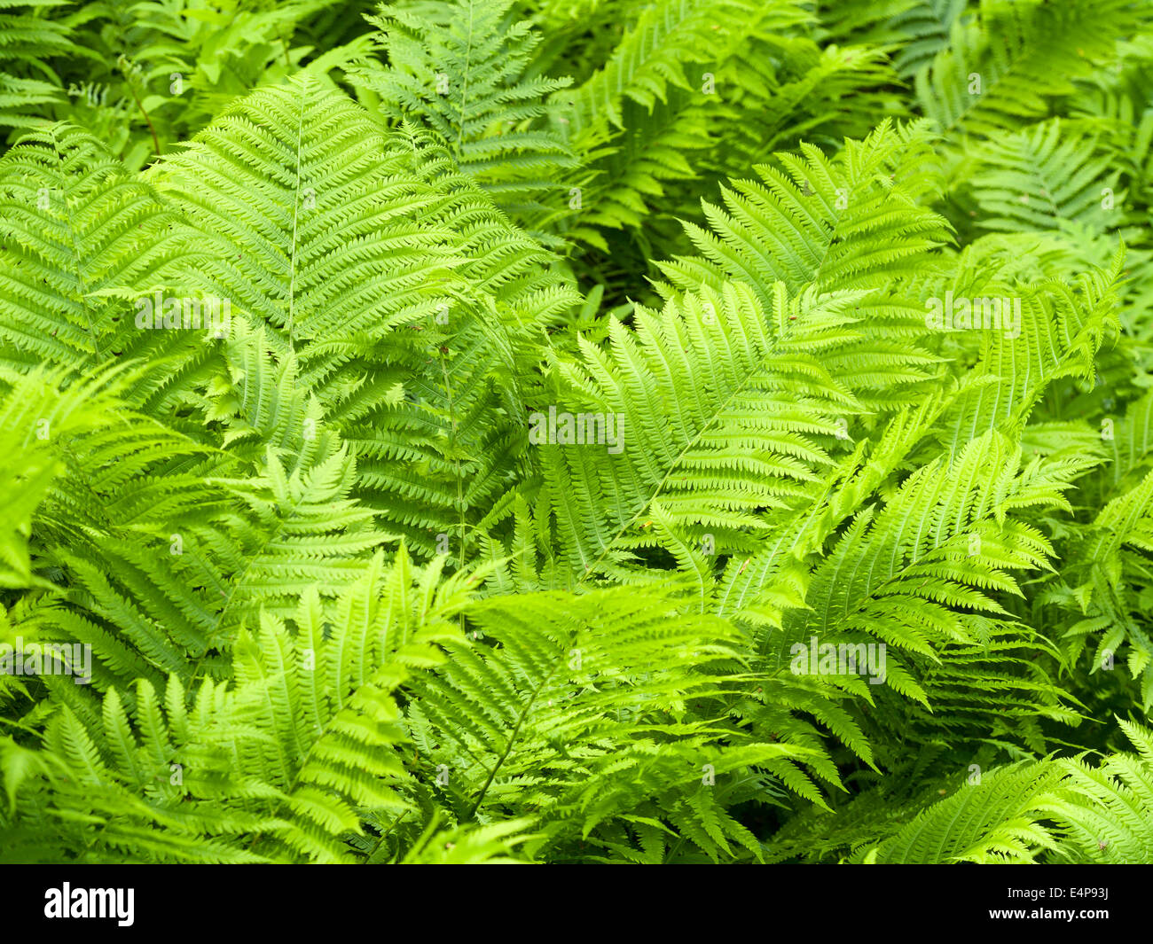 Überlappende Farne. Eine üppige Wachstum der Farne auf dem Waldboden. Wedel überschneiden sich und füllen Sie den Rahmen. Stockfoto