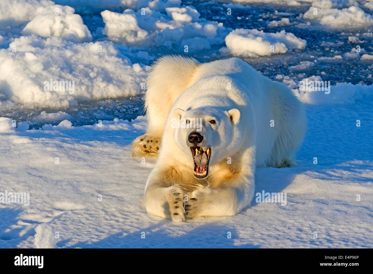 Eisbaer Auf Spitzbergen Stockfoto