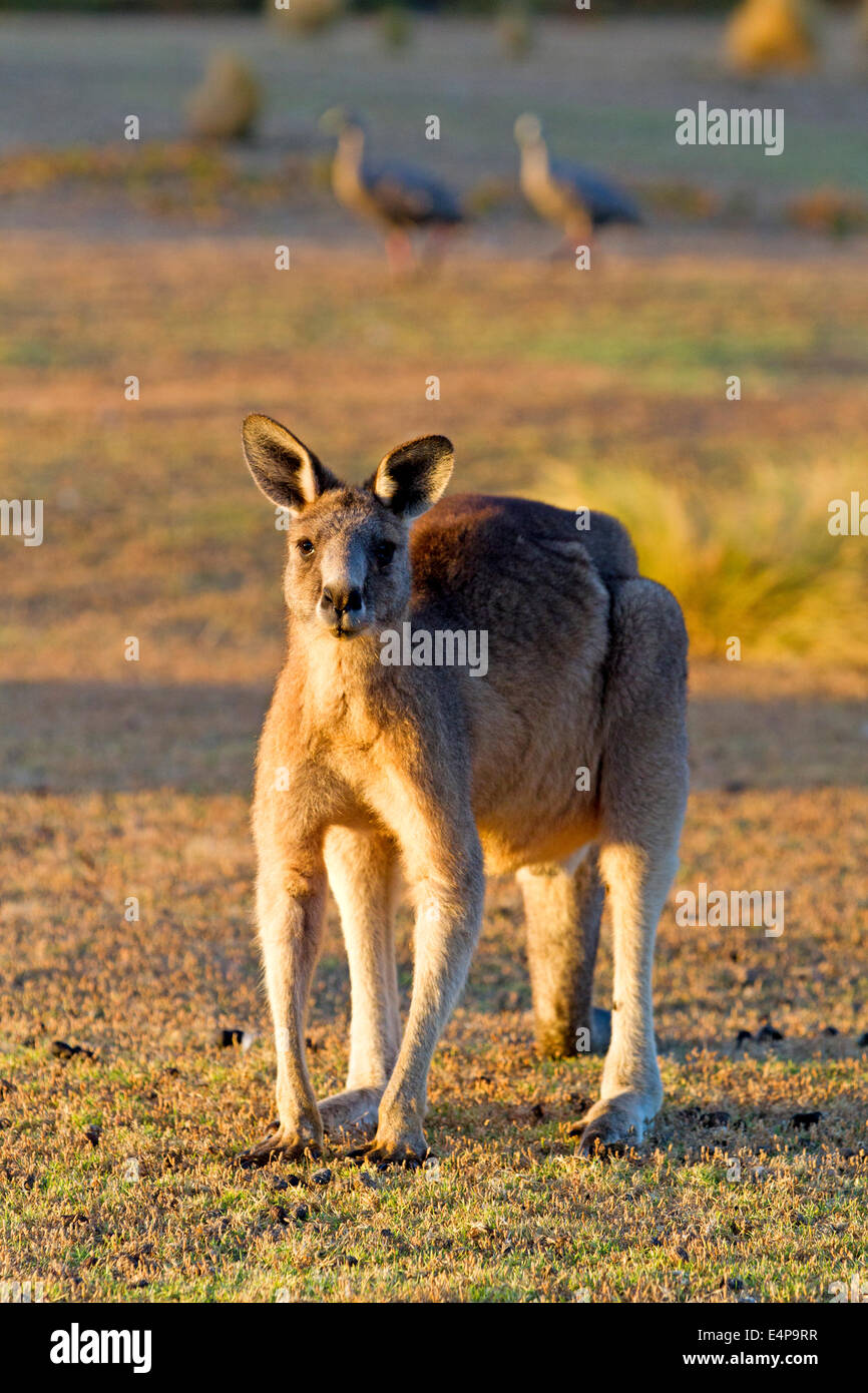 Förster Känguru und Cape Barren Gänse Stockfoto