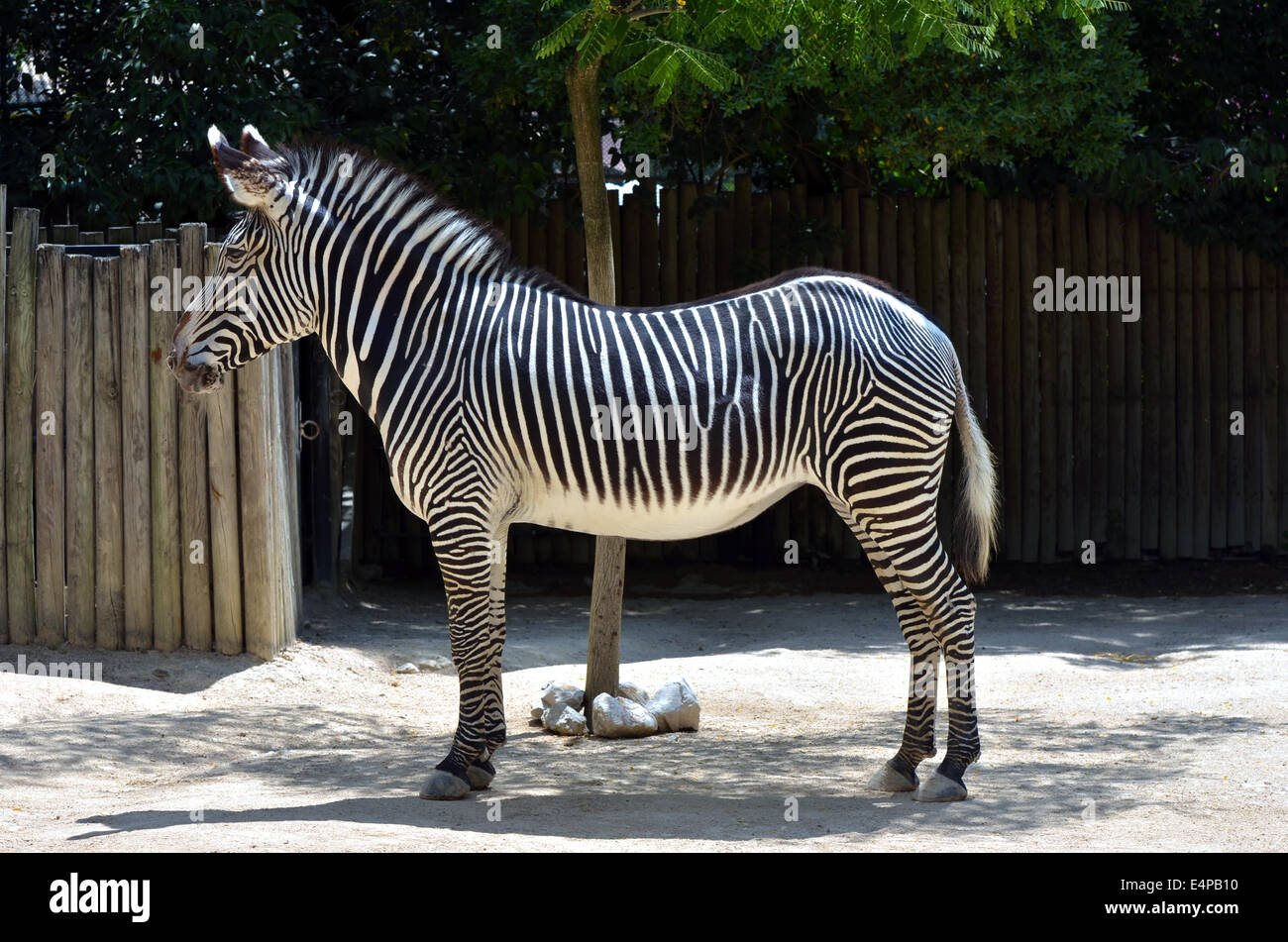 Ganzkörper-Zebra Stockfoto