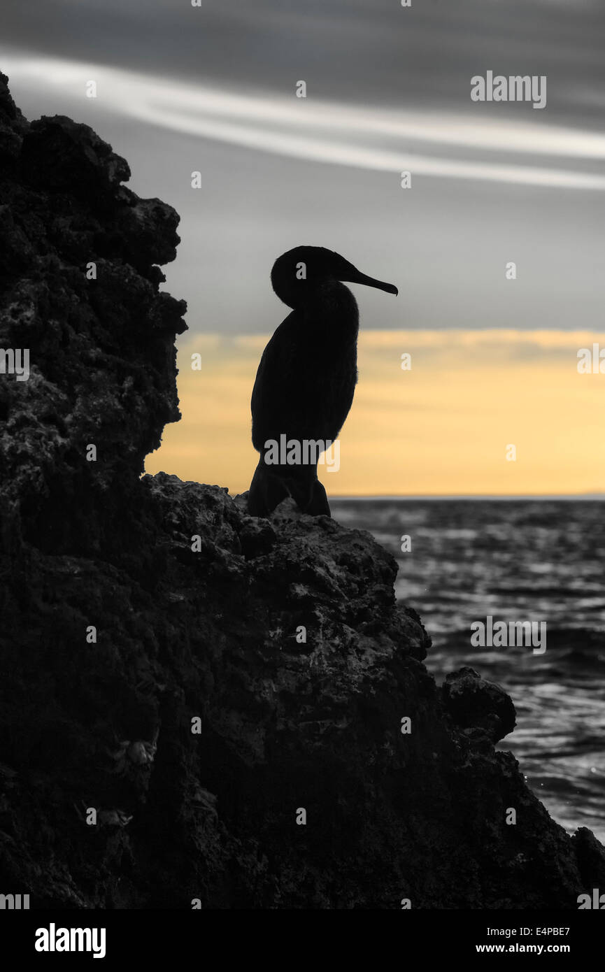 Galapagos flugunfähigen Kormoranen (Nannopterum Harrisi) bei Sonnenuntergang, Elisabeth Bay, Isabela Island, Galapagos, Ecuador Stockfoto