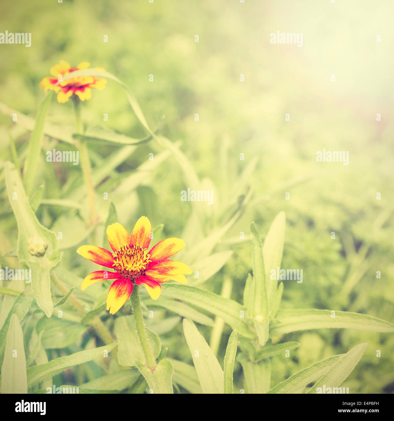 Retro-Blume Natur Hintergrund. Stockfoto