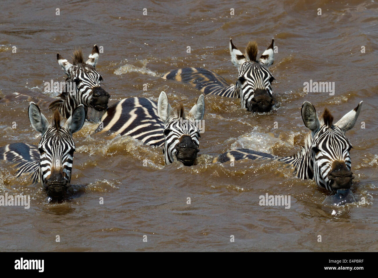 Zebra-Migration bin Mara Fluss Masai Mara Kenia Stockfoto