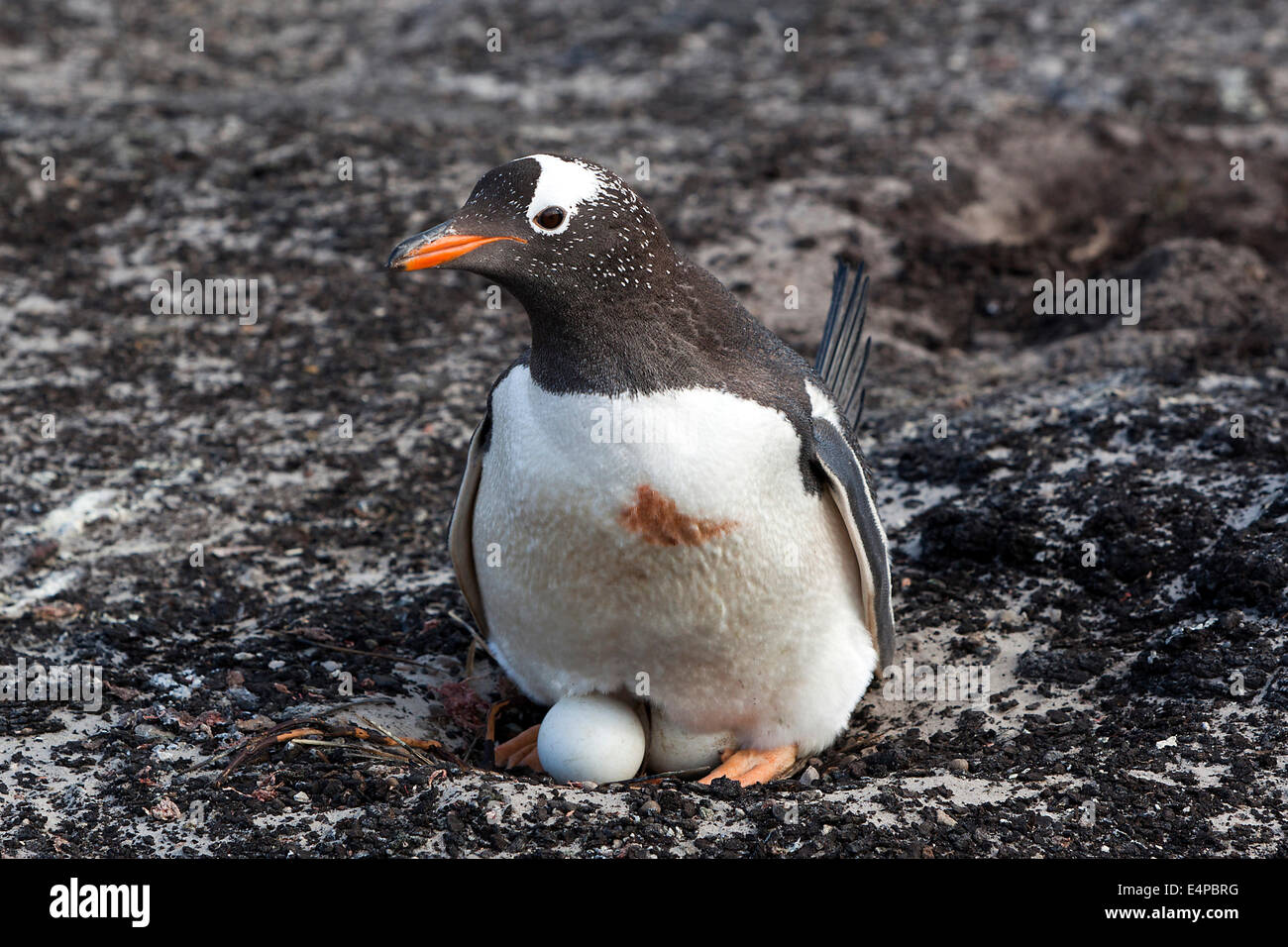 Eselspinguin - Antarktis Stockfoto