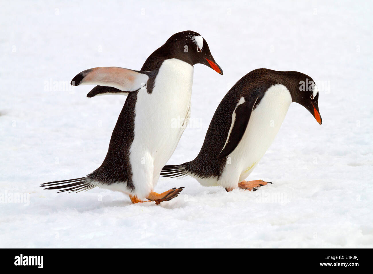 Eselspinguin - Antarktis Stockfoto