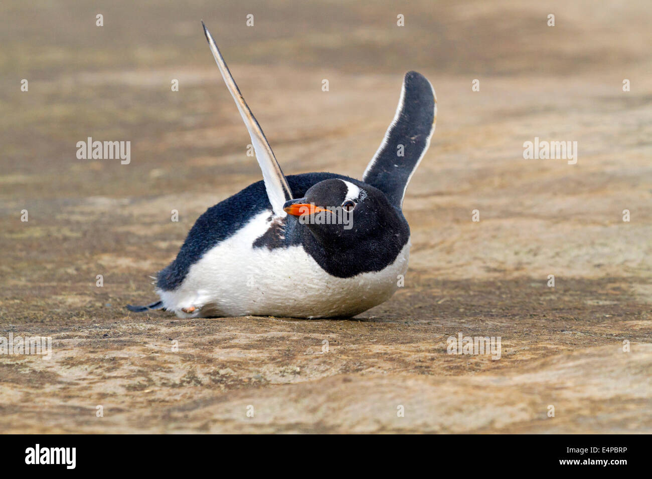 Eselspinguin - Antarktis Stockfoto