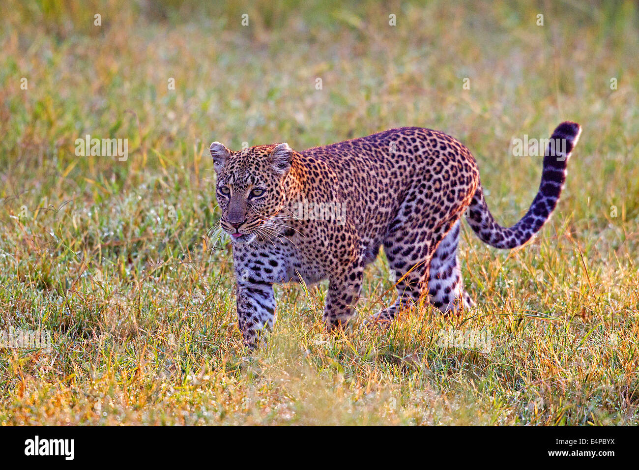 Leopard Stockfoto