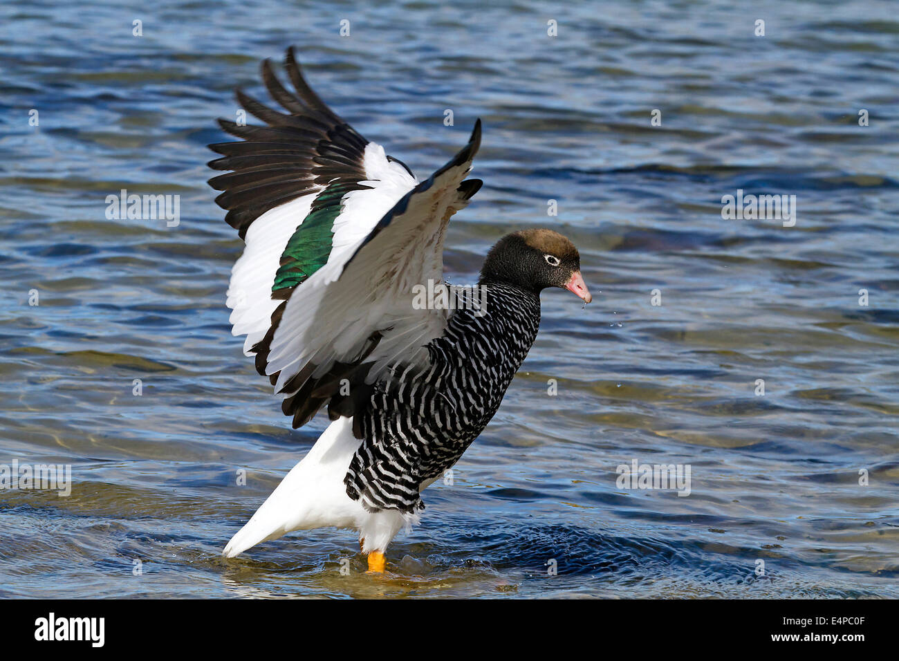 Tanggans-Weibchen Stockfoto