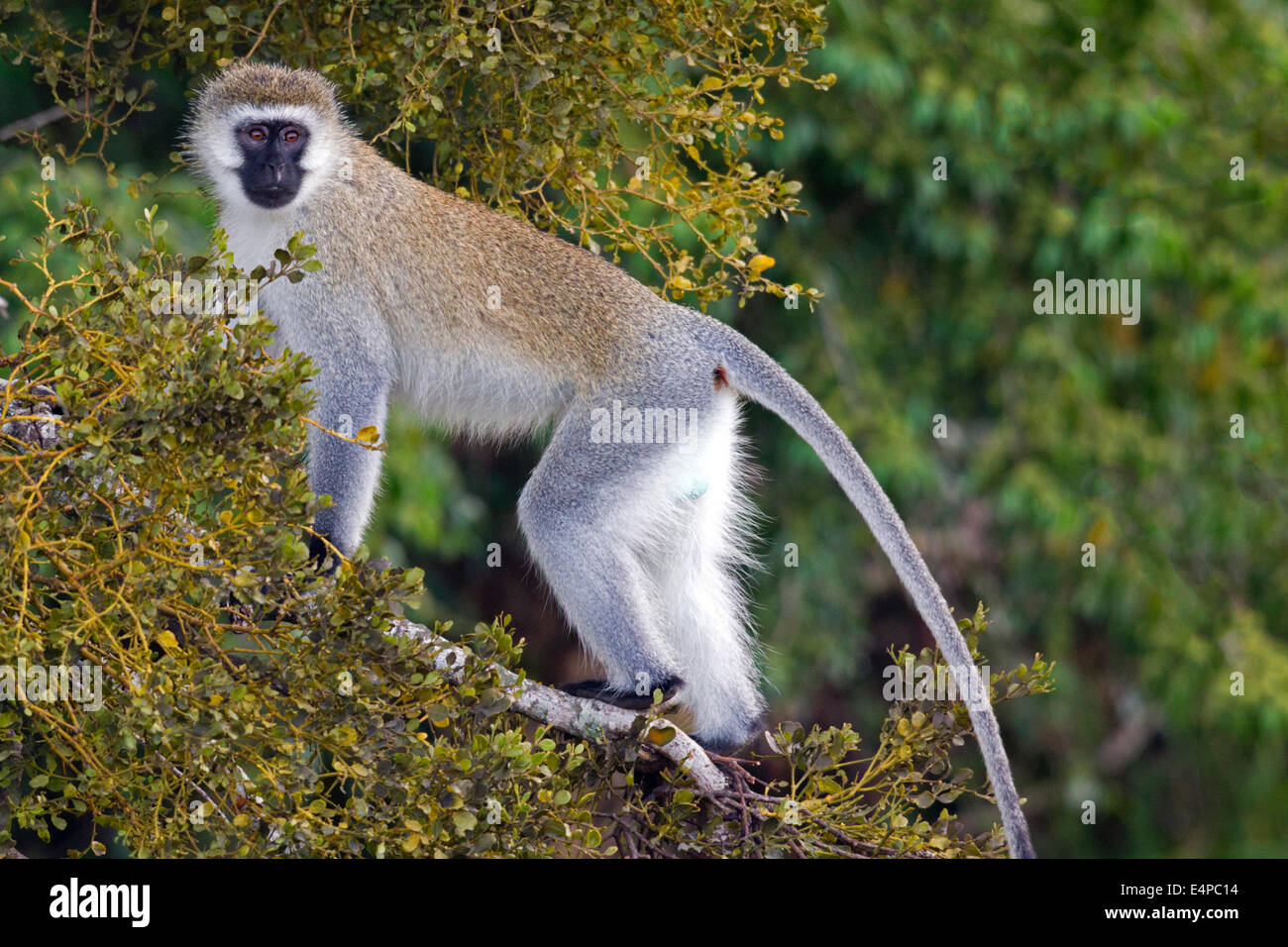 Grüne Meerkatze Stockfoto