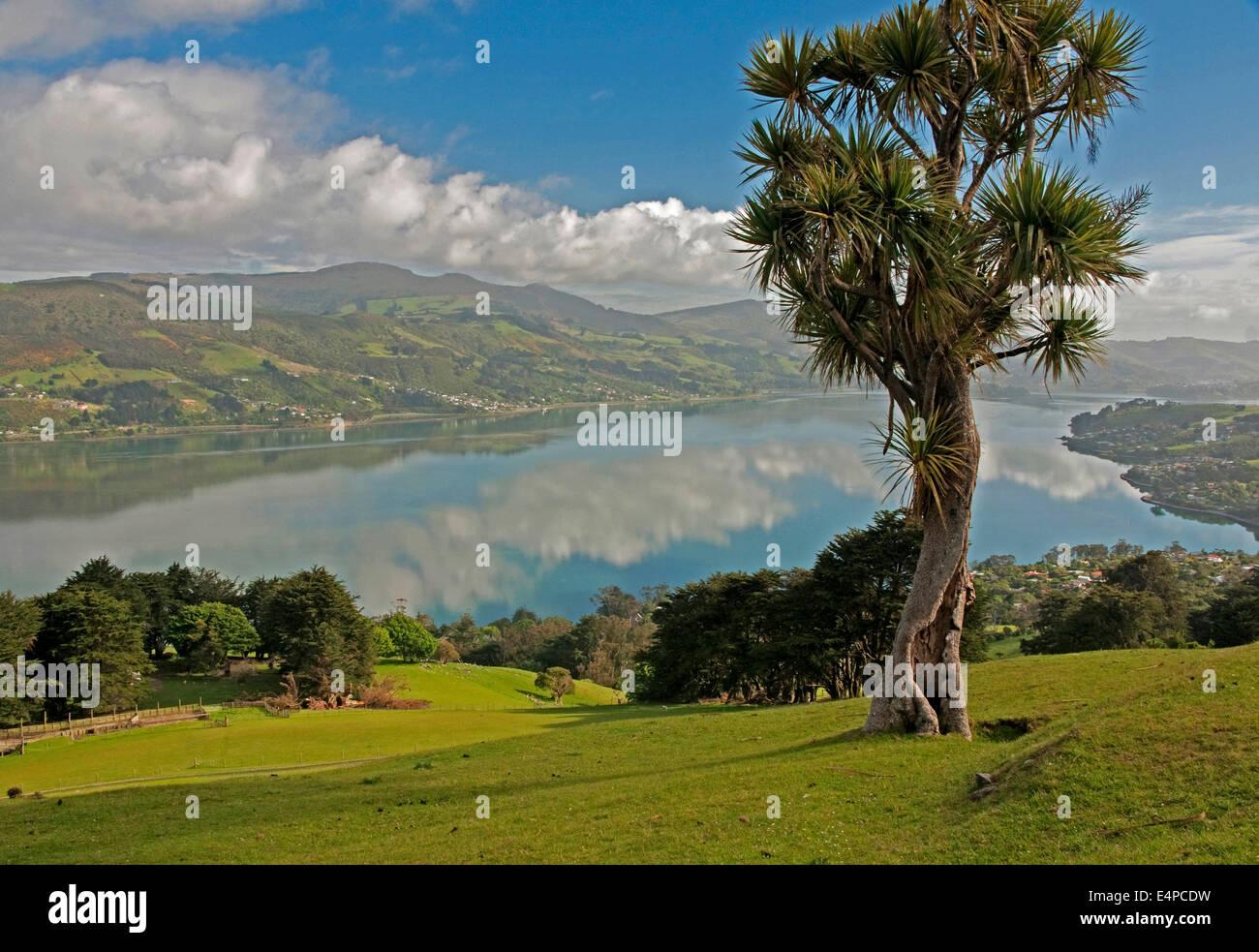 Kohl-Baum mit Blick auf Otago Harbour von Otago Peninsula, Dunedin, Neuseeland. Stockfoto