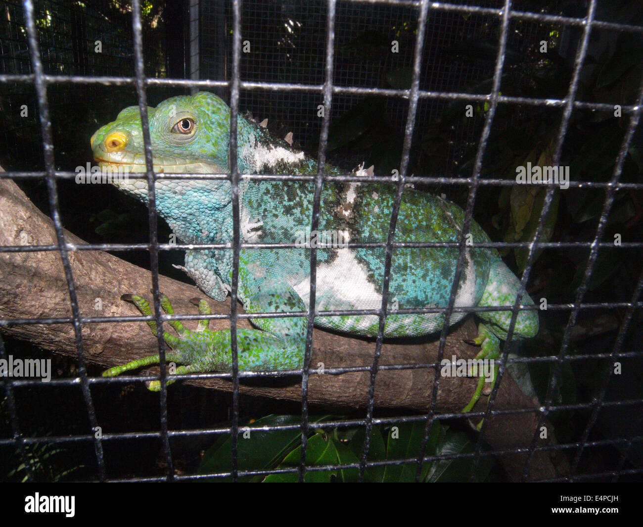 Eine vom Aussterben bedrohte Fidschi Crested Iguana (Brachylophus Vitiensis) rettete vor Schmugglern, Viti Levu, Fidschi Stockfoto