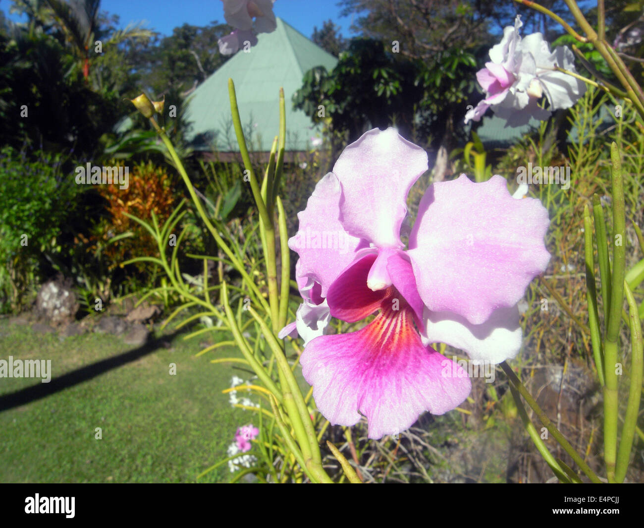 Orchideen im Garten von der schlafende Riese in der Nähe von Nadi, Fidschi. Keine PR Stockfoto