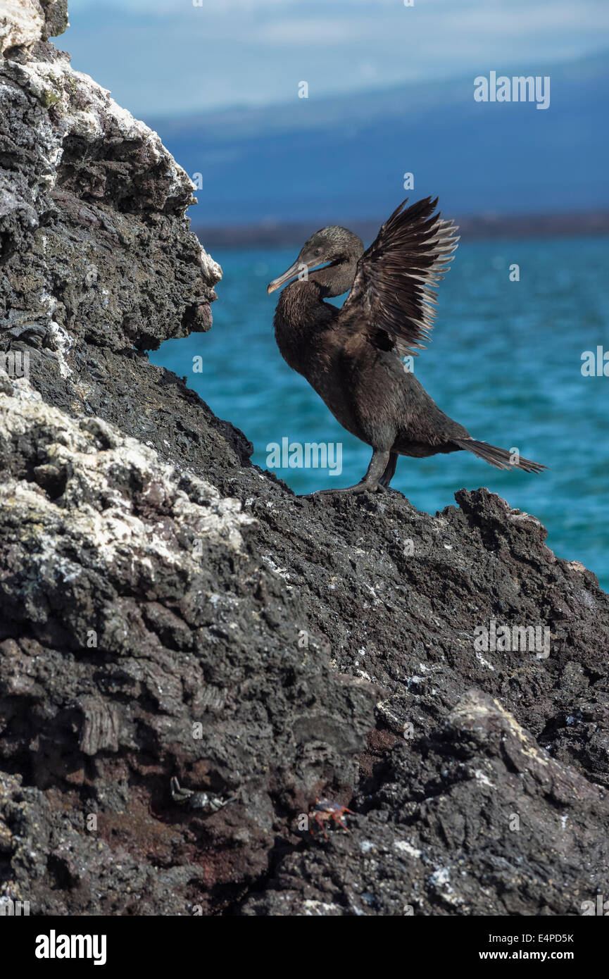 Galapagos flugunfähigen Kormoranen (Nannopterum Harrisi), Elisabeth Bay, Insel Isabela, Galapagos, Ecuador Stockfoto