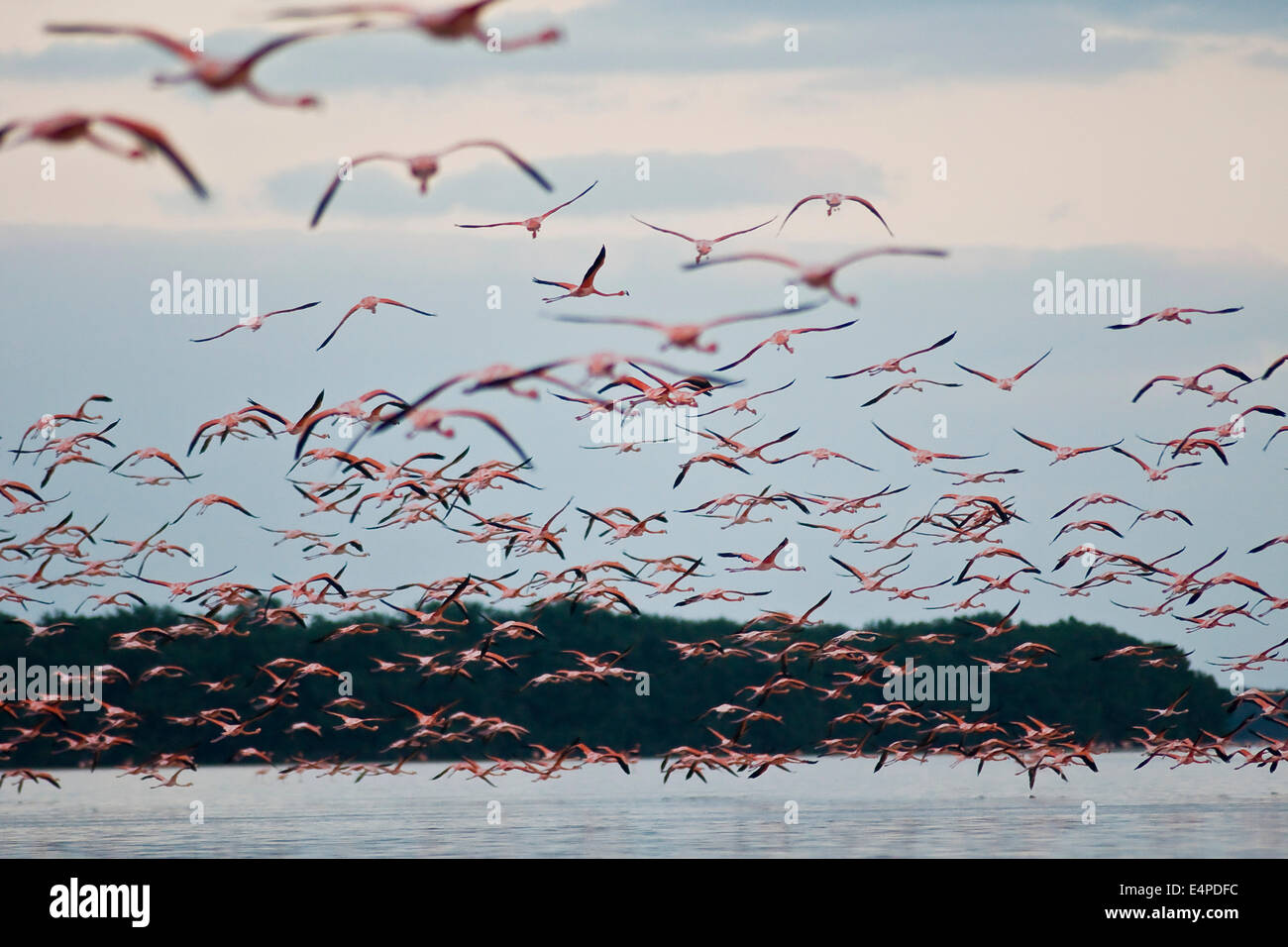 Amerikanische Flamingos (Phoenicopterus Ruber), Celestun-Biosphären-Reservat, Celestun, Yucatan, Mexiko Stockfoto