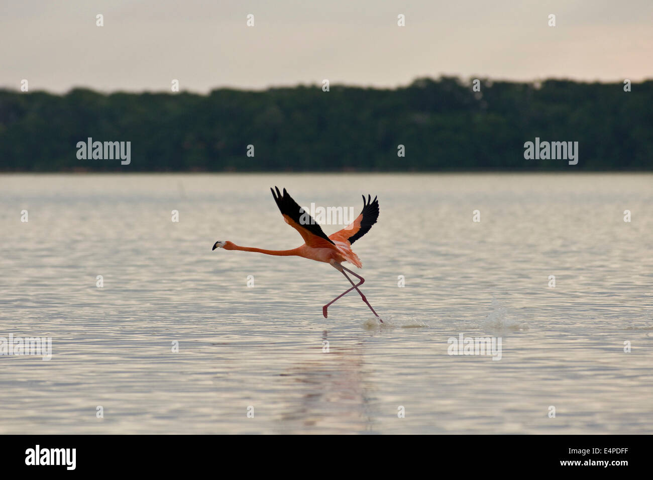 Amerikanische Flamingo (Phoenicopterus Ruber), Celestun-Biosphären-Reservat, Celestun, Yucatan, Mexiko Stockfoto