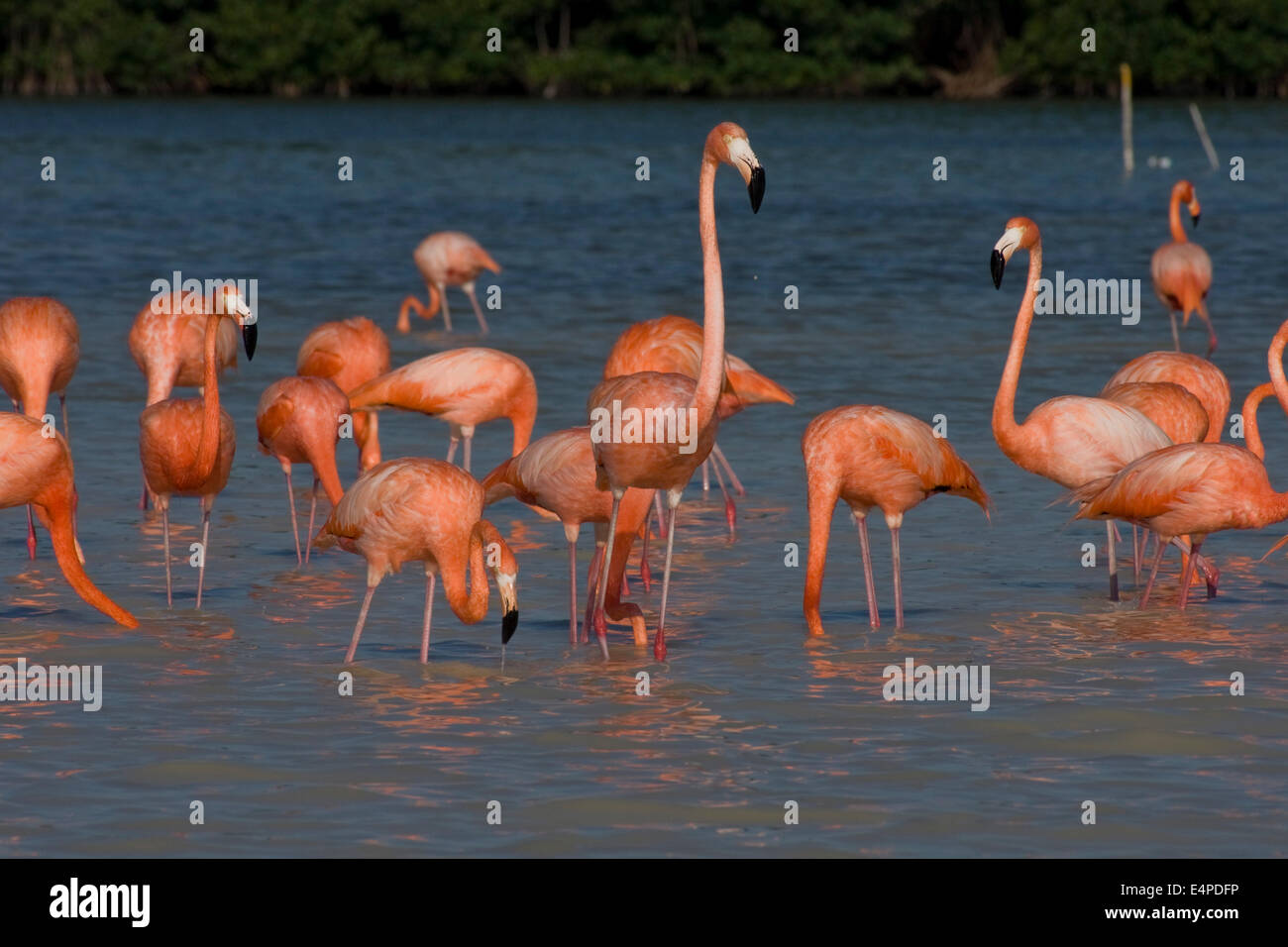 Amerikanische Flamingos (Phoenicopterus Ruber), Celestun-Biosphären-Reservat, Celestun, Yucatan, Mexiko Stockfoto