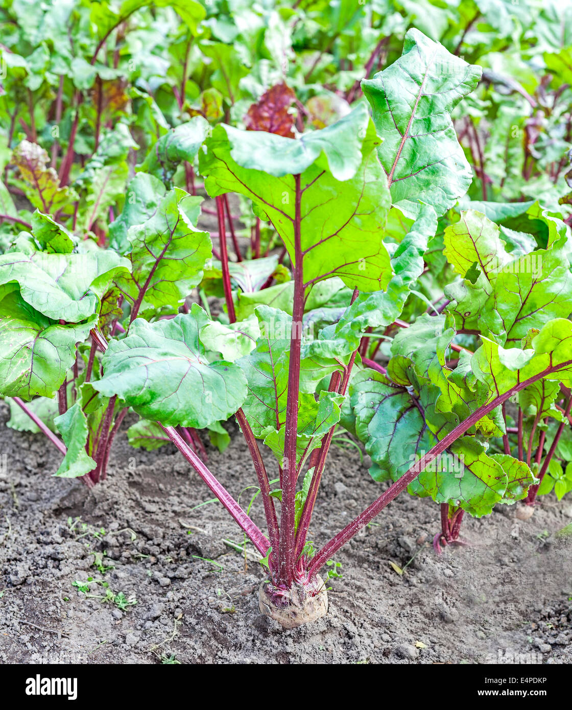 Frische Bio rote Beete. Stockfoto