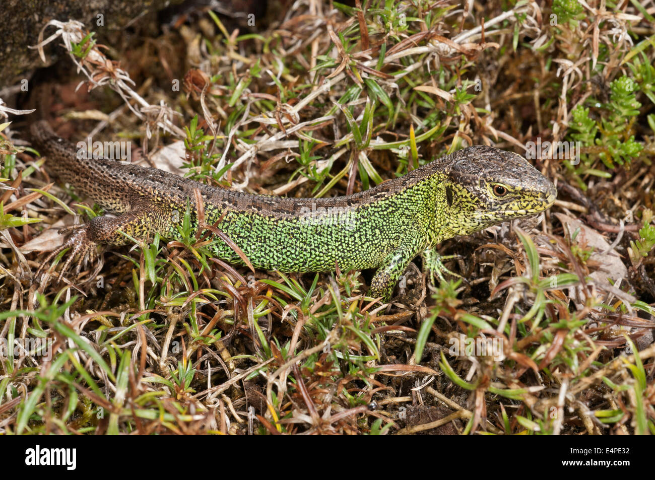 Sand-Eidechse (Lacerta Agilis), Männlich, Aalen, Baden-Württemberg, Deutschland Stockfoto