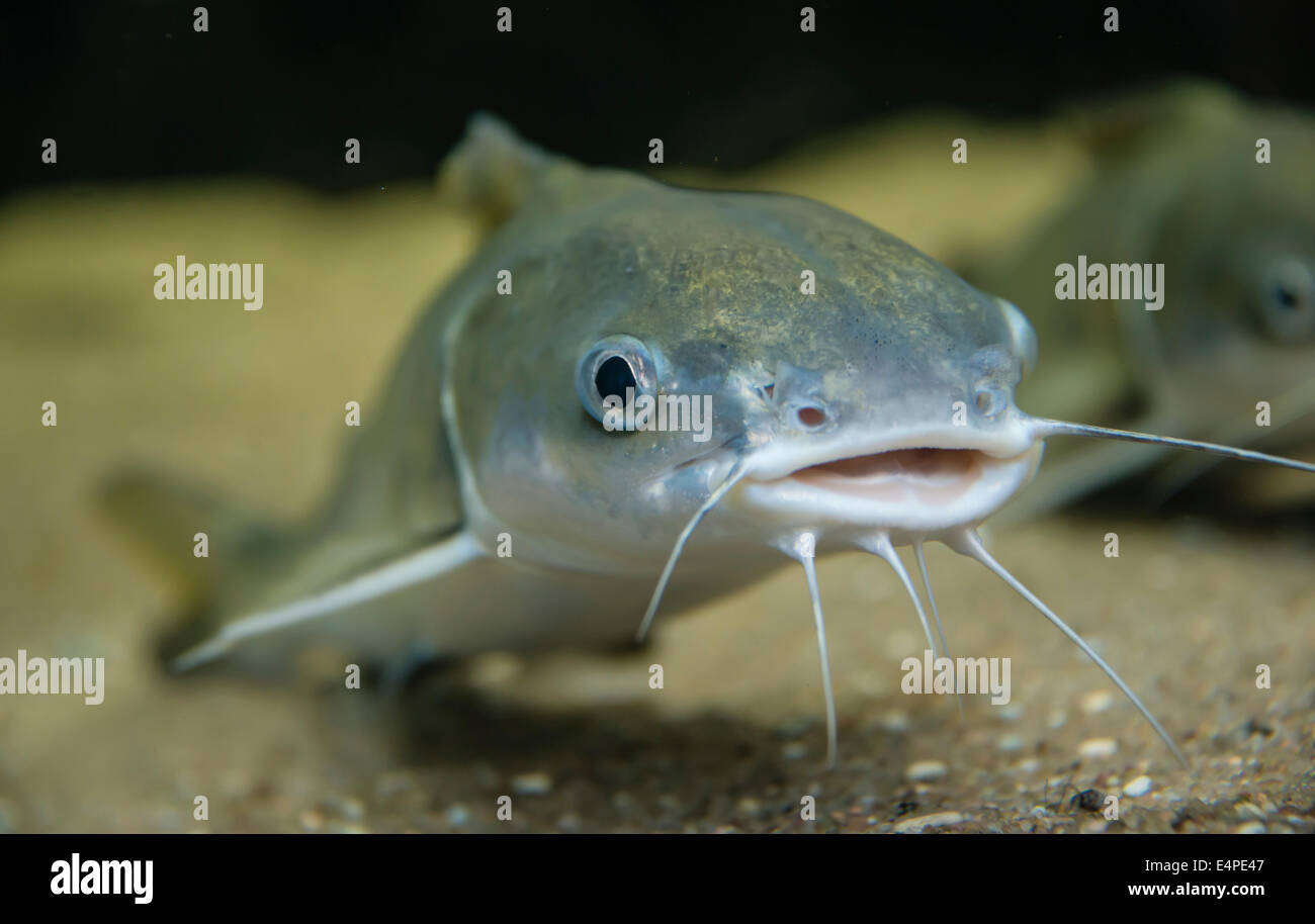 Tete Meer Wels (Arius Seemani) Stockfoto